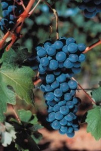 barbera-vitigno