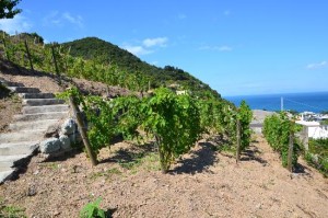 il-giardino-mediterraneo