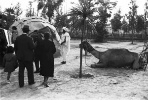 Esposizione triennale delle Terre Italiane d'Oltremare - Padiglione della Libia, tenda beduina con cammell