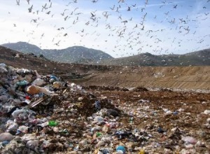 terra%20dei%20fuochi