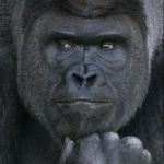 Shabani1