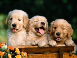 cuccioli-cane-puppy-1024x768